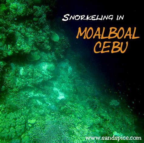 Snorkeling in Moalboal Cebu: You're unlucky if you don't see a turtle 🐢