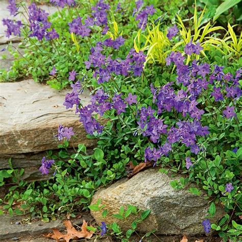 Phlox stolonifera 'Sherwood Purple' | White Flower Farm