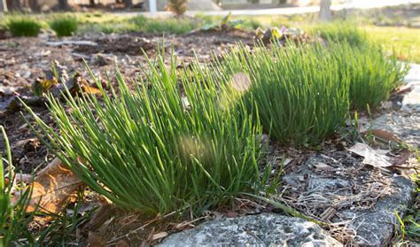 Growing Chives - How to Plant and Harvest Guide - Plants Spark Joy