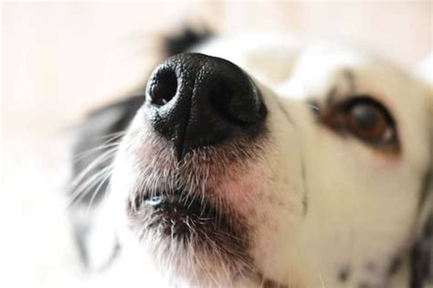 Dog Facts about Their Nose. The canine olfactory system is a marvel… | by Waleed Ahmad | Medium