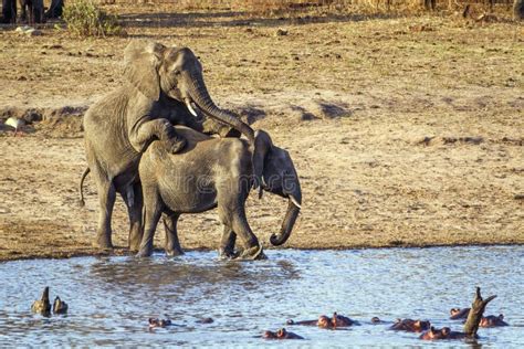 African Bush Elephants Mating In Kruger National Park Stock Photo - Image: 65156428