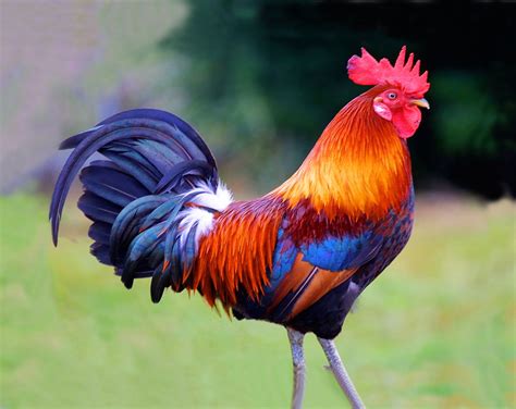 My favorite Rooster | Rooster, Chickens backyard, Pet birds