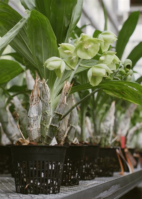 The Orchid Column: Catasetum expansum x 3