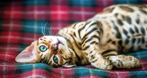 Bengal Cat Breed: Facts, Temperament, and Care Info | BeChewy