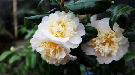 Camellia Colors: What Colors Do Camellias Bloom?