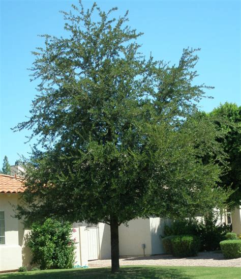 Southern Live Oak | Elgin Nursery & Tree Farm: Phoenix, AZ