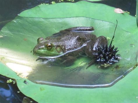 Kris's 2011 - A Photo A Day: Frog on Lily Pad at National Zoo in ...