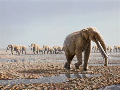 Prehistoric Elephants