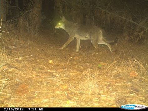 Backyard Beasts: Orlando, Florida coyotes