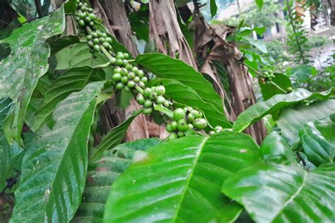 Harsh dry season sours harvest prospects for Java coffee farmers