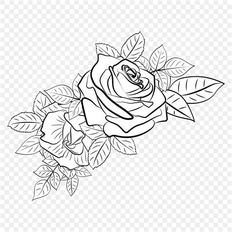 Flowers Rose White Line Art Set, Flower Drawing, Rose Drawing, Flowers Drawing PNG and Vector ...