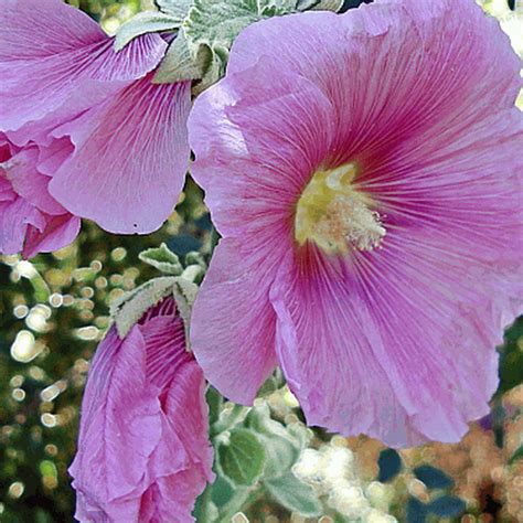 Hollyhock Seeds | Alcea Rosea Hollyhock | Everwilde Farms