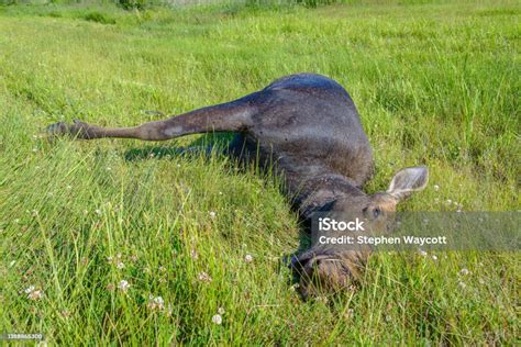 Dead Roadkill Moose Lying On Side Of Highway Stock Photo - Download ...