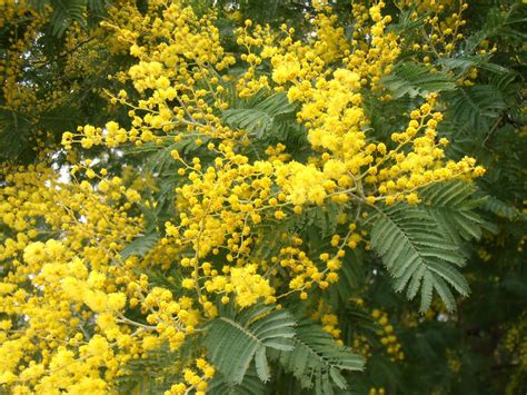 MIMOSA: Acacia dealbata | Plantas rioMoros