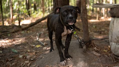 Largest dog fighting ring bust in state history saves 300 dogs | wltx.com