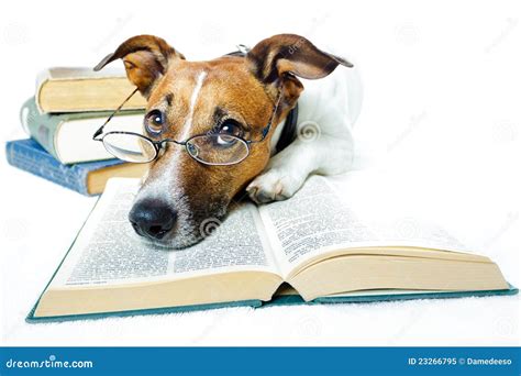 Dog Reading Books Royalty Free Stock Photo - Image: 23266795