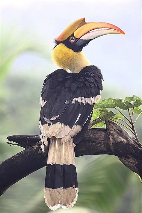 นกกก (นกกาฮัง, นกกะวะ หรือ นกอีฮาก) Great Hornbill | Nature photography ...