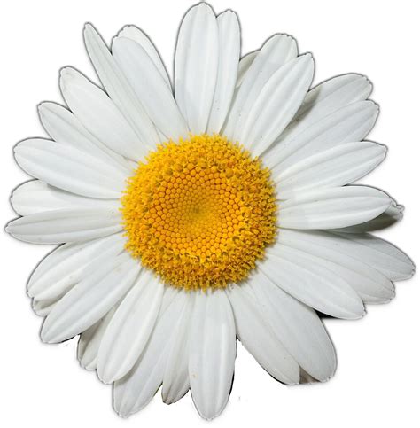 Common Daisy Clip Art Image Drawing Princess Daisy Flower Png | Porn Sex Picture