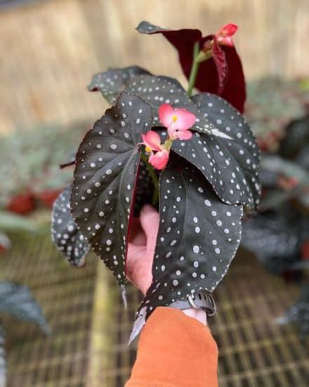 Angel Wing Begonia: Plant Care & How to Grow | Plantcarefully