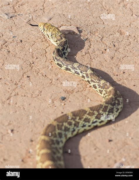 Pacific Gopher Snake (Pituophis catenifer catenifer), Colorado, United States Stock Photo - Alamy