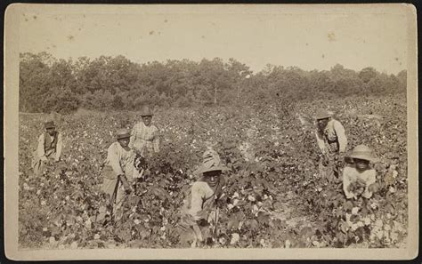 Cotton Plantations Slavery