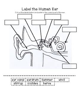 Parts Of The Ear Diagram Worksheet