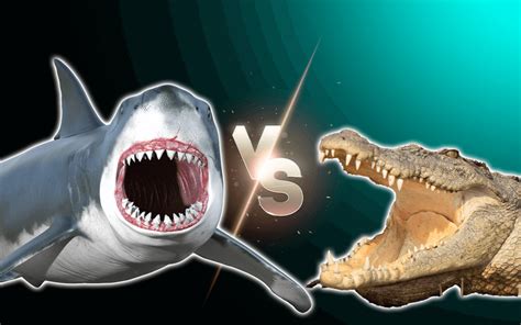 Great White Shark Vs Saltwater Crocodile Fight Comparison, Who Would ...