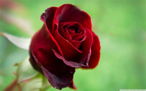 Beautiful Red Roses - Roses Photo (34610965) - Fanpop
