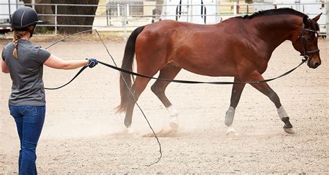 Horse & Rider Training Equipment - Riding Warehouse