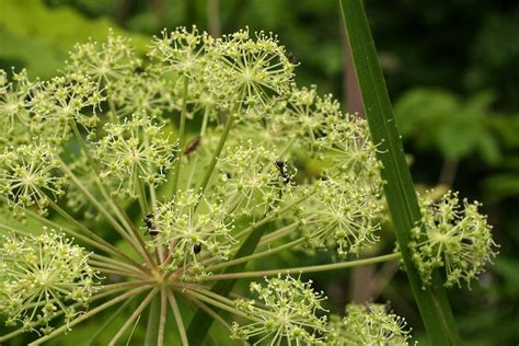 families-Apiaceae – Ohio Plants