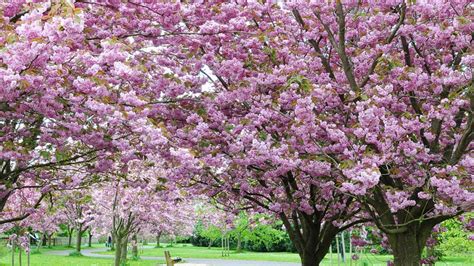 Los campos de flores más bellos de España en primavera | Blog ...