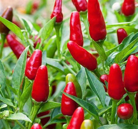 Mature Well Rooted Thai Hot chili Pepper Plants Live plants in | Etsy