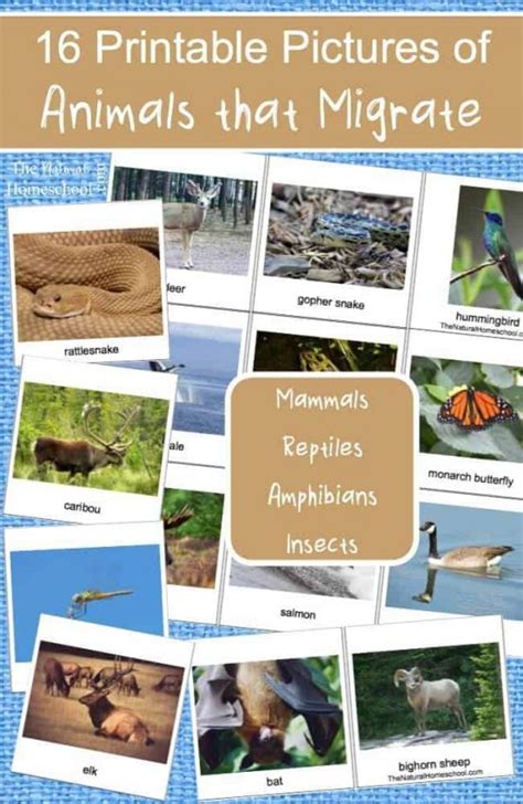 16 Printable Pictures of Animals that Migrate - The Natural Homeschool