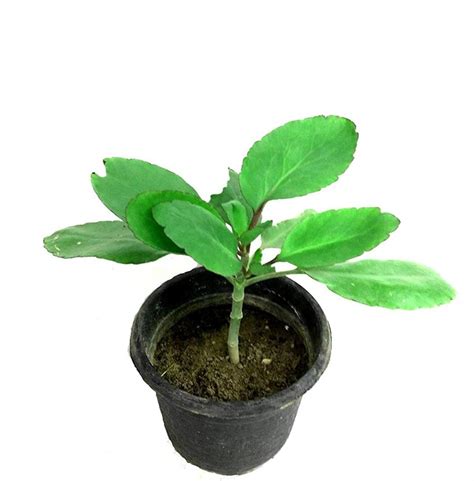 Buy ROOKHRAJ PAUDHSHALA Patharchatta Live , Panfuti, Bryophyllum Pinnatum, Miracle Leaf ...