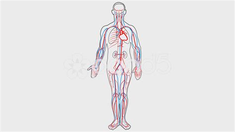 Circulatory System Animation