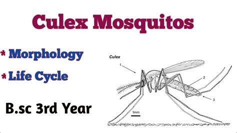 Culex Mosquito Life Cycle