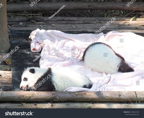 Baby Giant Panda Sleeping Stock Photo 1343657240 | Shutterstock