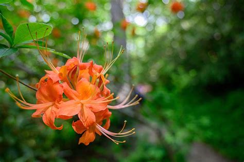 14 Wildflowers That Grow In Georgi: Identification Guide (With Pictures ...