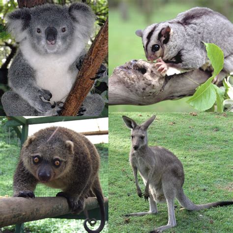 Gallery For > Newborn Marsupial