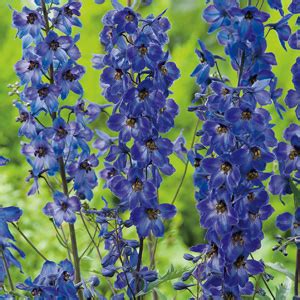 Delphinium Black Knight - Garden Express