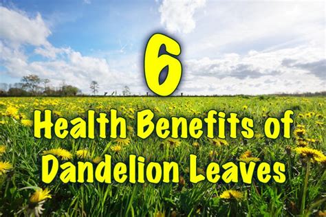 6 Health Benefits of Dandelion Leaves - Healthy Focus