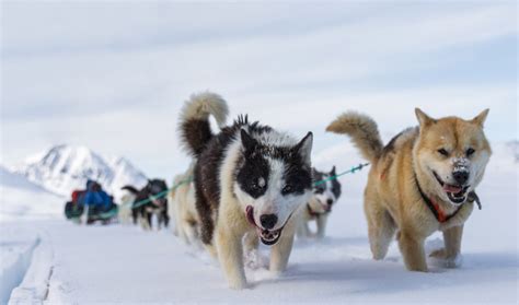 Ancient Inuit Brought Sled Dogs From Siberia That Helped Them Survive ...