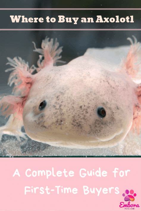 9 Best Axolotl Care, love and helpful tips images in 2020 | axolotl ...