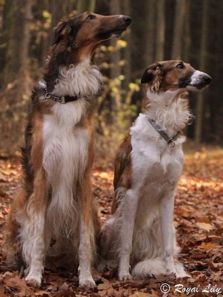 Mix photo – 2004-2011 | Borzoi dog, Beautiful dogs, Purebred dogs