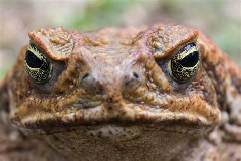 Experts Say These Toads Are A Deadly Threat To Pets In Florida | iHeart