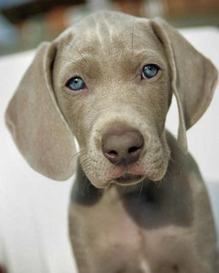 Weimaraner Puppies Blue Eyes