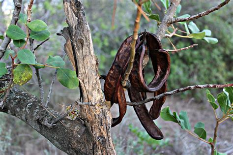 Download free photo of Carob tree,fruit of the carob tree,vegetable,mediterranean,tree - from ...