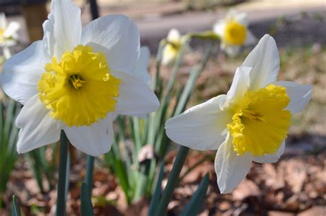 Daffodils from the garden