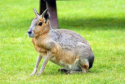 Patagonian Mara (Cavy) - The Pet Wiki