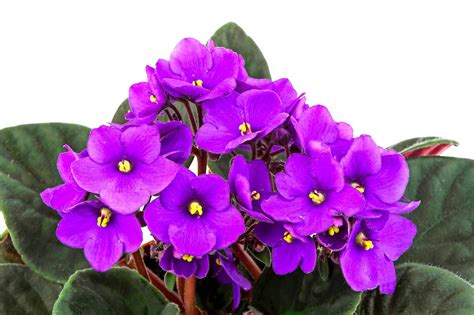 African Violet Care 101: Expert Growing Tips - Birds and Blooms